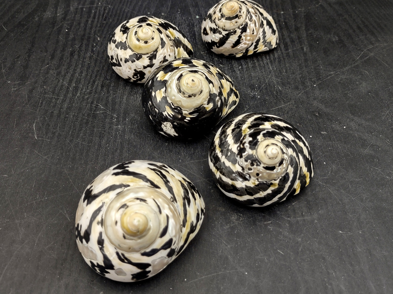 Magpie Shells West Indian Top Polished Seashell Black Cittarium Pica (1 shell approx ...