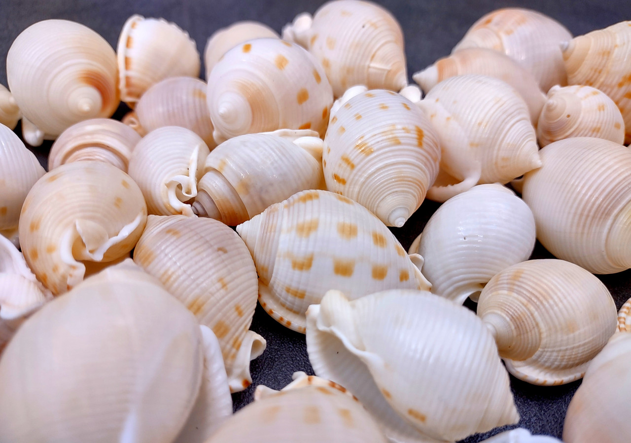 Japanese Bonnet Seashells India Phalium Bisulcatum (10 shells approx. 1 ...