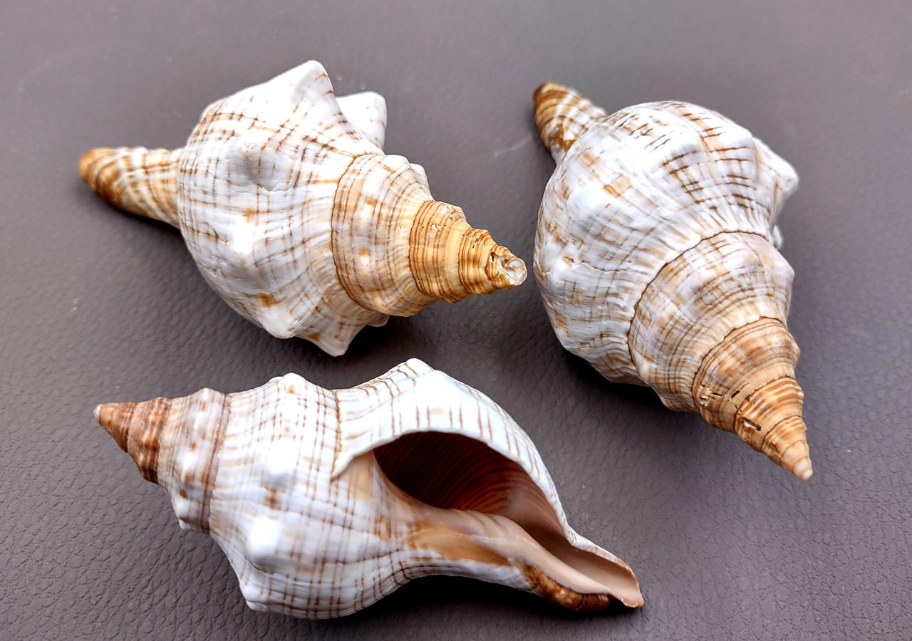 Small Fox Seashell Striped Fasciolaria Trapezium (3 shells approx