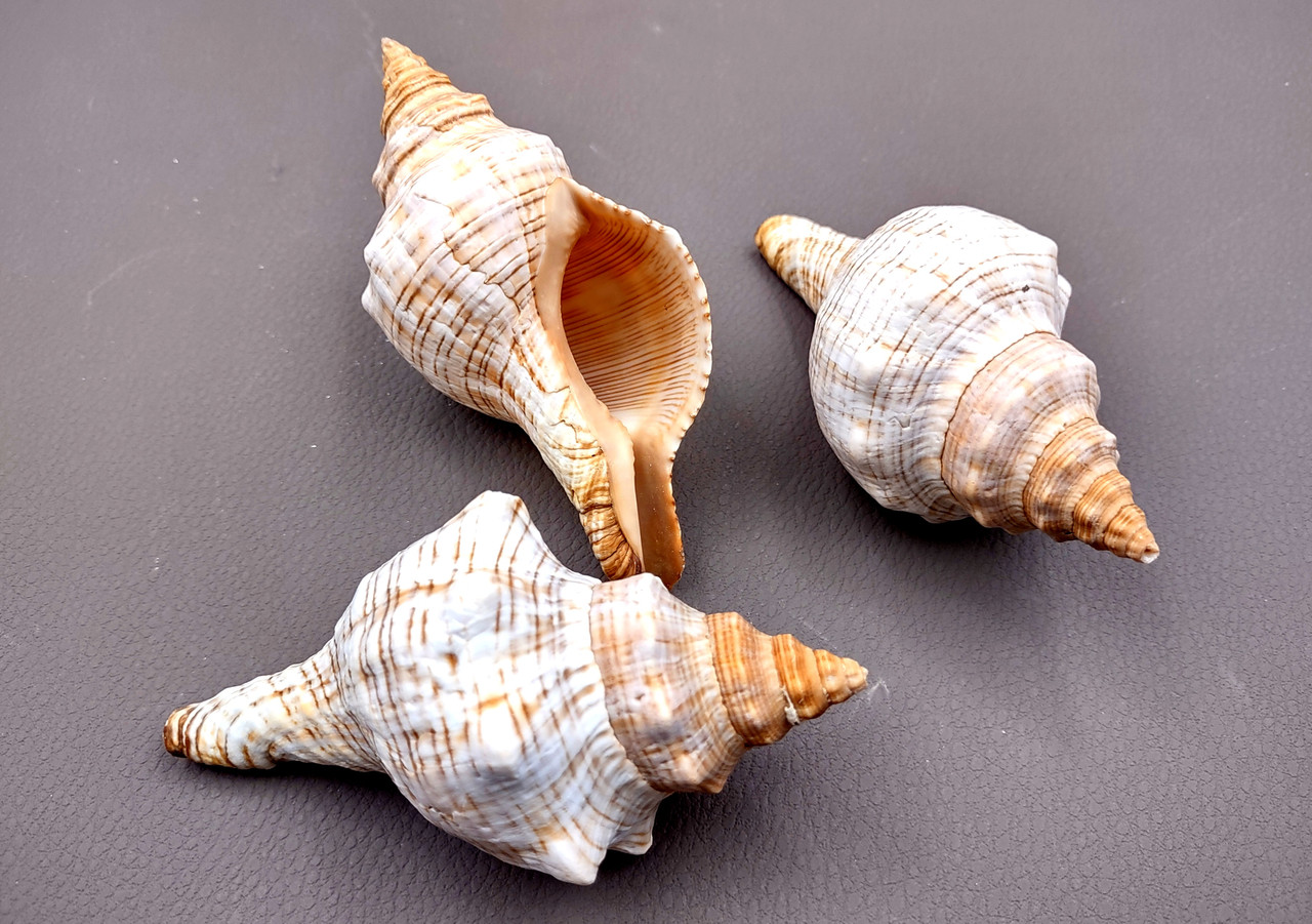 Small Fox Seashell Striped Fasciolaria Trapezium (3 shells approx. 2 ...