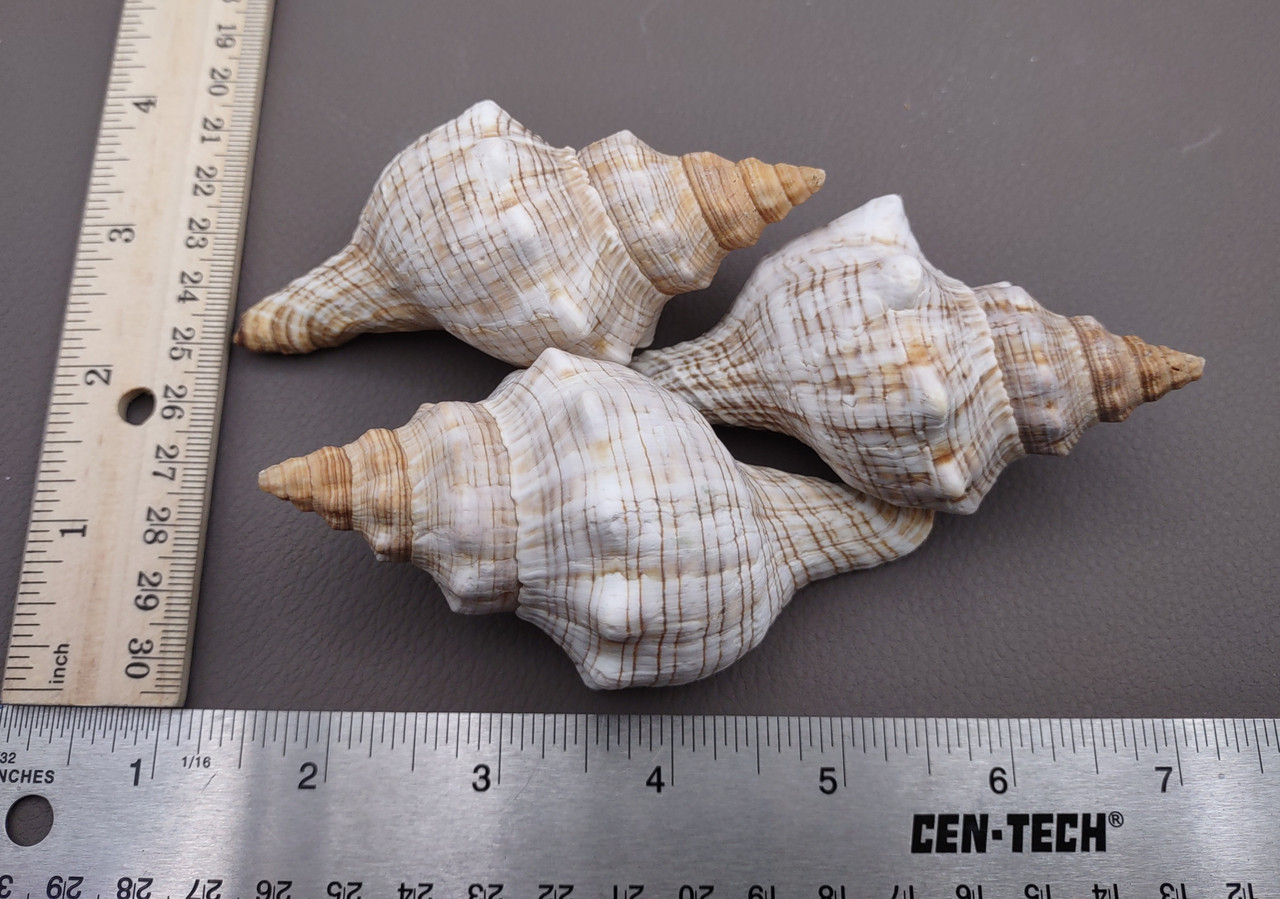 Small Fox Seashell Striped Fasciolaria Trapezium (3 shells approx. 2 ...