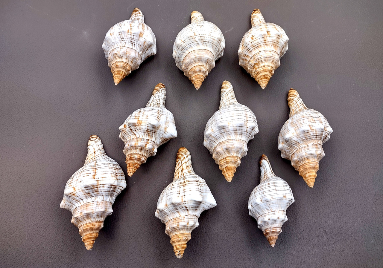 Small Fox Seashell Striped Fasciolaria Trapezium (3 shells approx. 2 ...