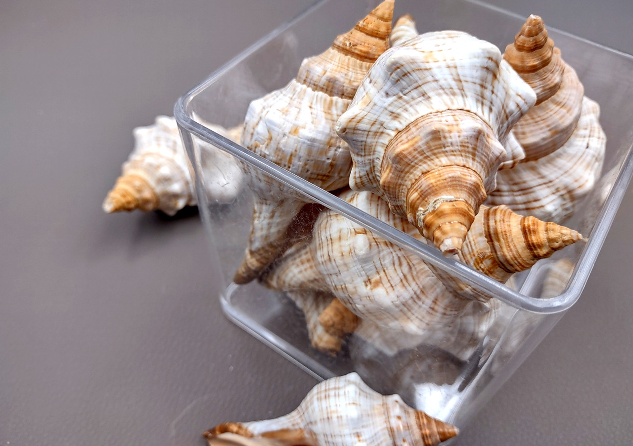 Small Fox Seashell Striped Fasciolaria Trapezium (3 shells approx. 2 ...