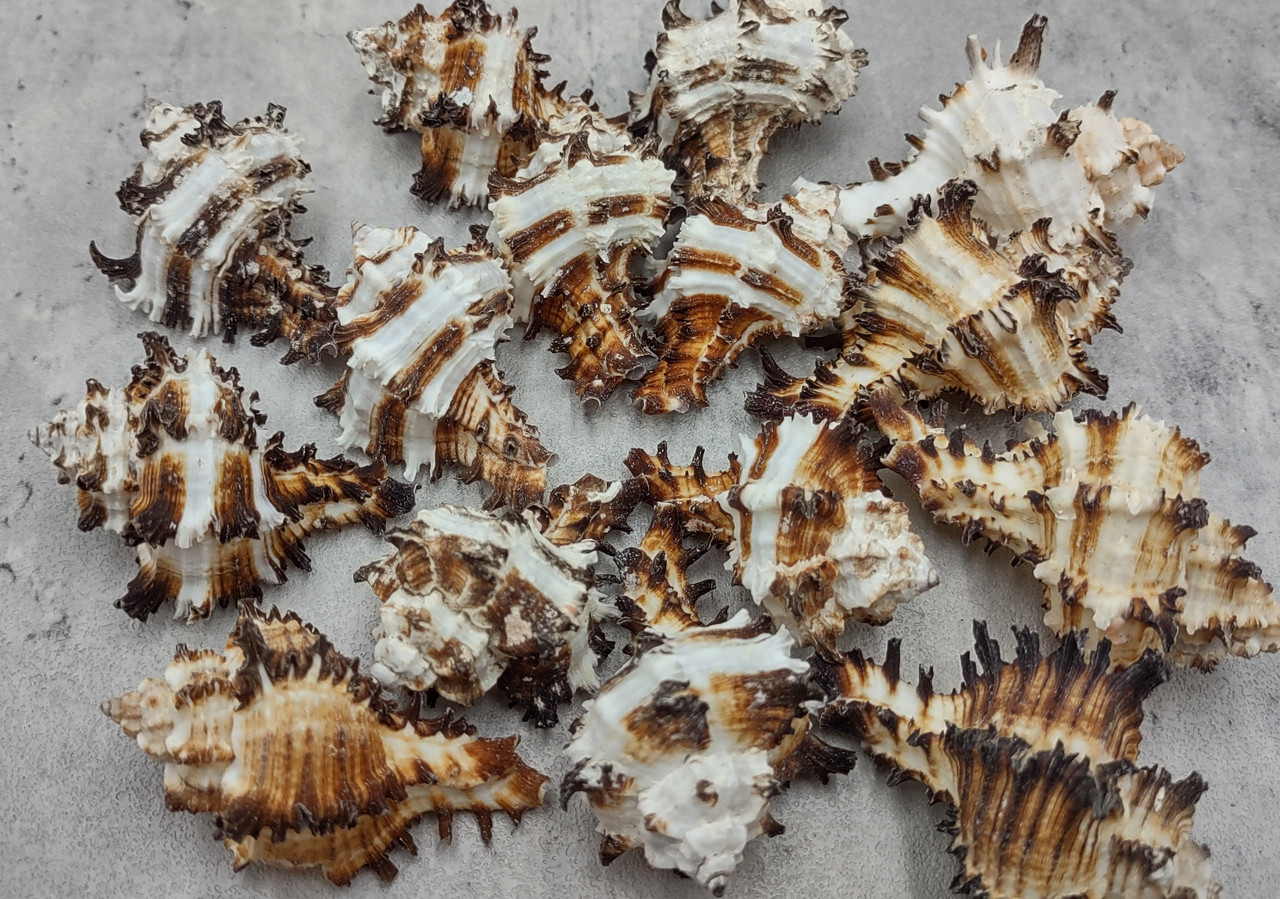 Small Endive Murex Seashells Murex Endivia (5 shells approx. 1.5 ...