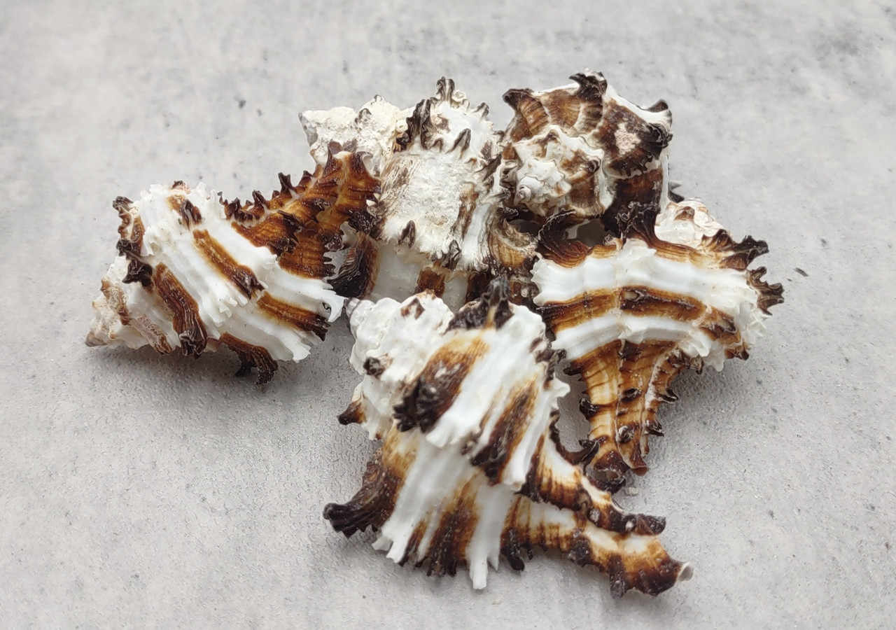 Small Endive Murex Seashells Murex Endivia (5 shells approx. 1.5 ...