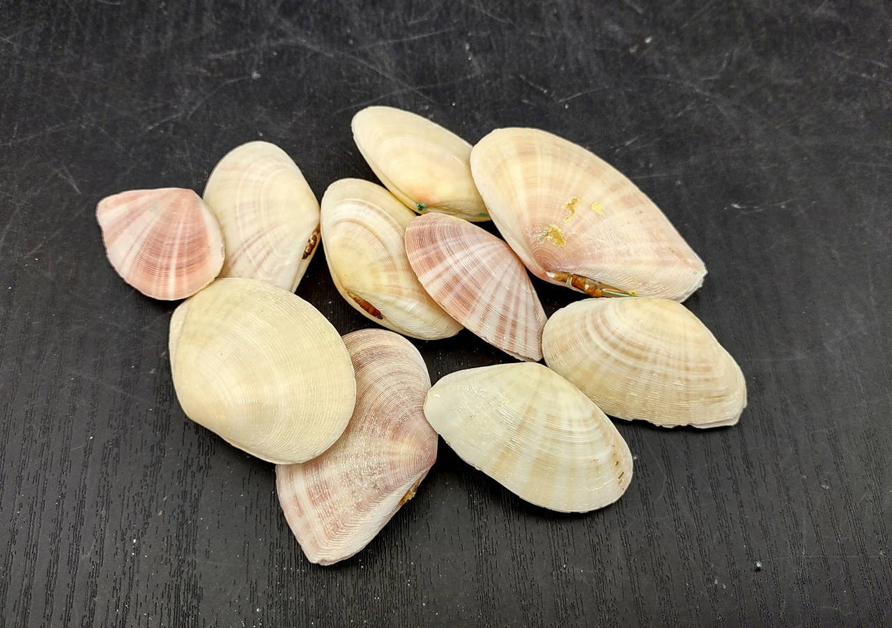 Tellen Shells Sunrise Tellin Clam Seashells Tellina Radiata (10 shell pairs approx. 1 ...