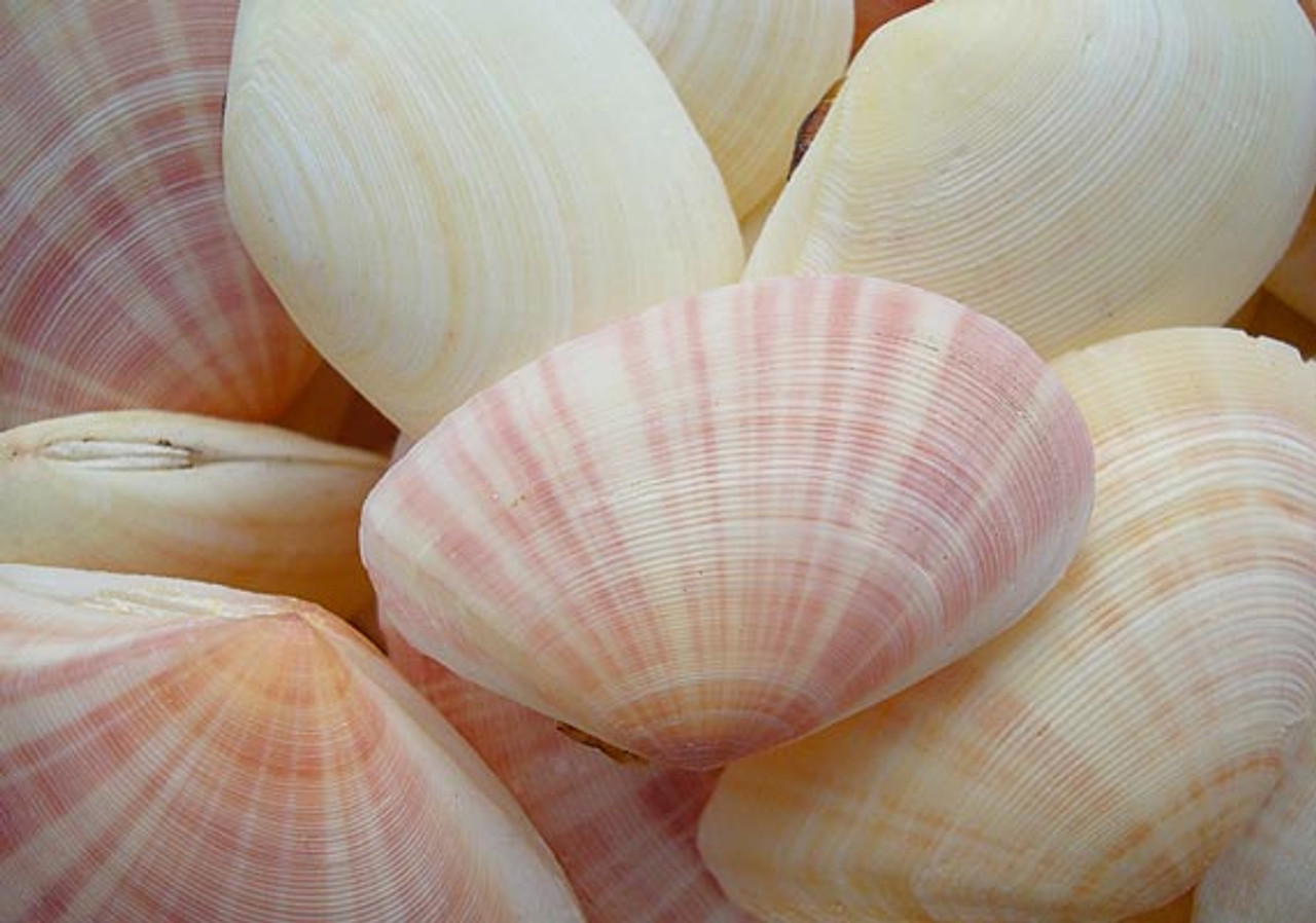 Sunrise Tellin Clam Seashells - Tellina Radiata - (10 shell pairs approx.  1-2 inches)