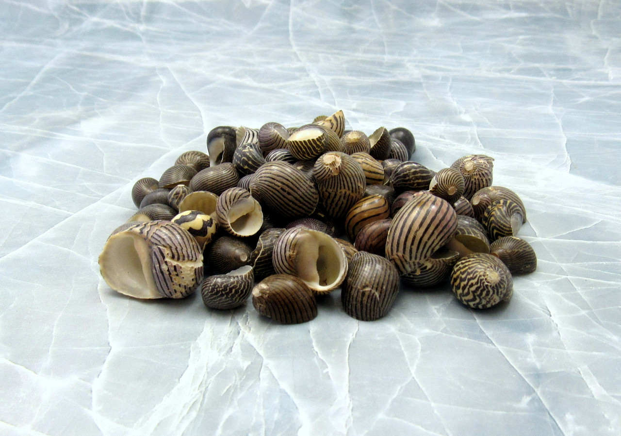 Black & White Zigzag Nerite Seashells Neritina Communis (approx. half ...