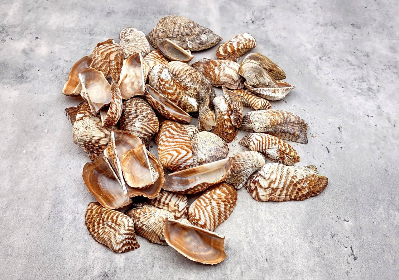 Turkey Wing Ark Clam Seashells Arca Zebra (20 shells 1.5+ inches ...