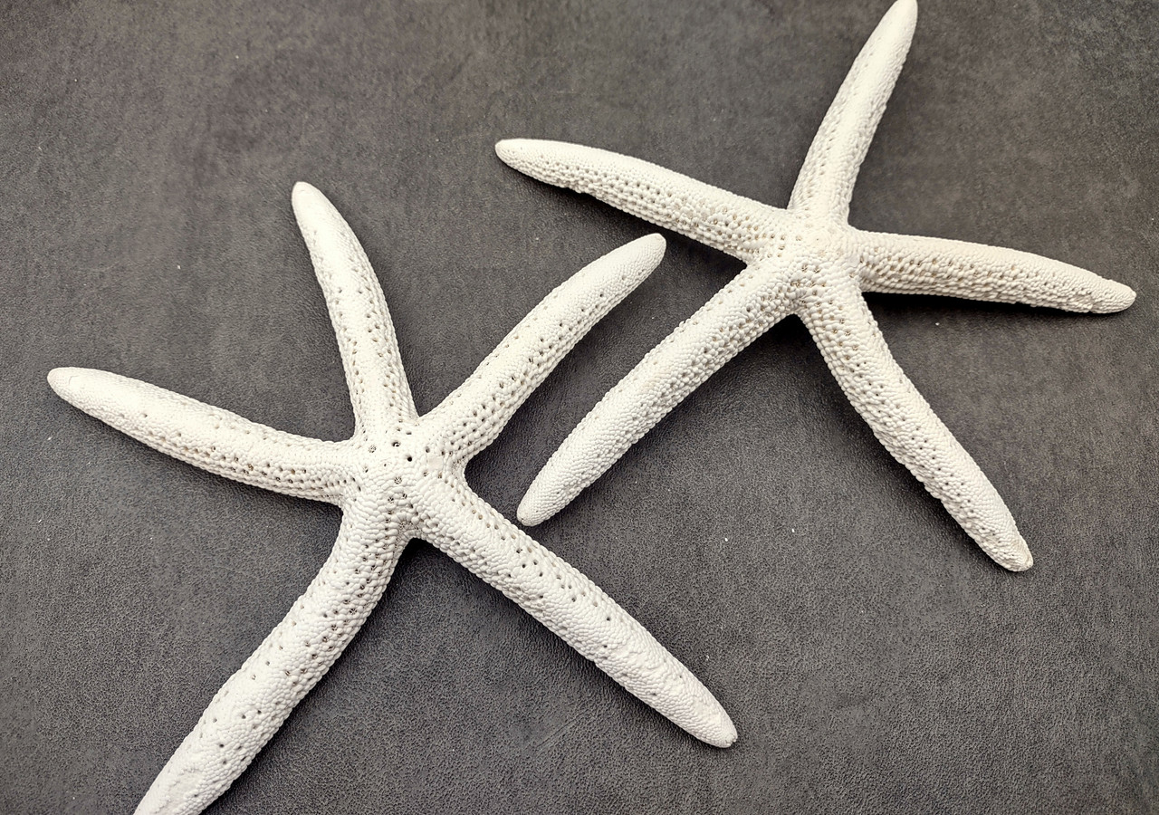 Finger Starfish White Linckia Laevigata (2 stars approx. 6+ inches