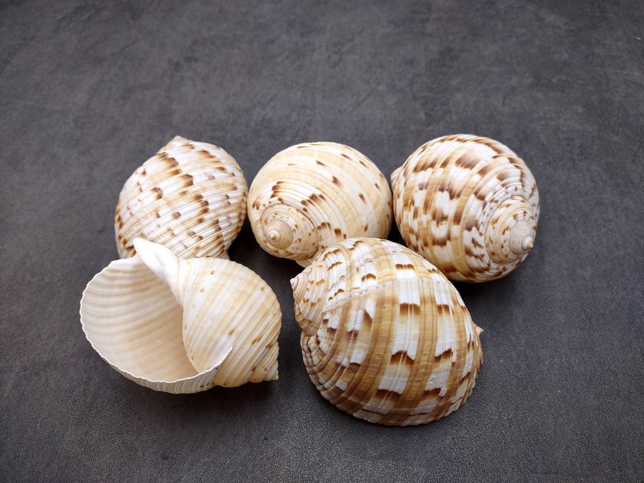 Tan Shells China Tun Seashell White Brown Tonna Chinensis (1 shell approx. 2 ...
