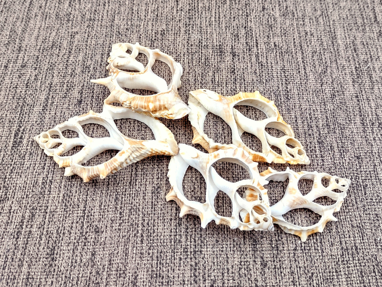 Center Cut Frilled Frog Seashells Bursa Rana (5 shells