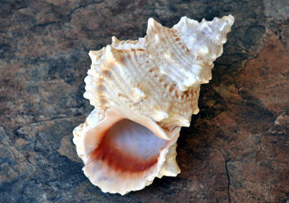 Red Mouth Frog Seashell Bursa Lissostoma (1 shell approx. 4.5-5.5+