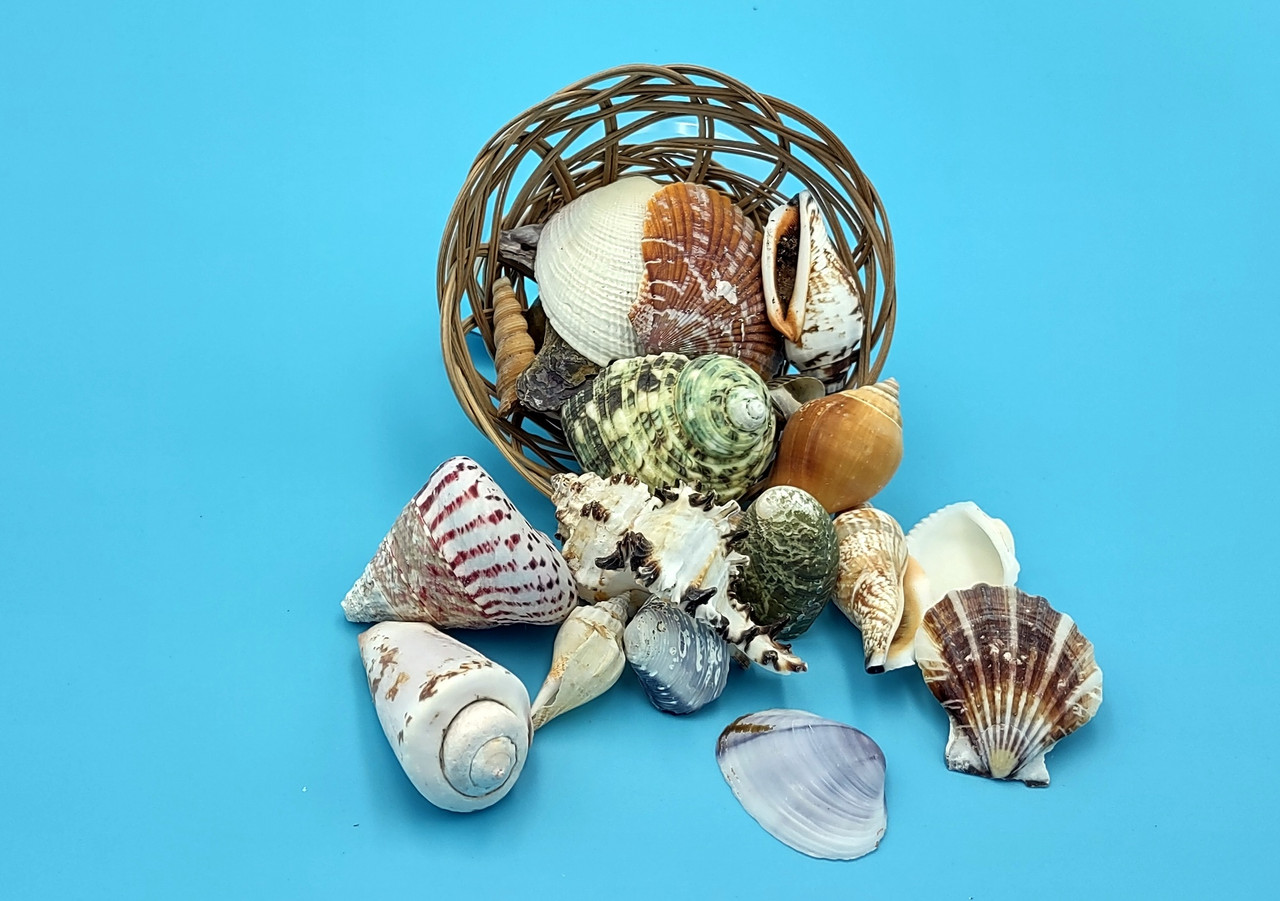 Mixed Small+ Seashell Assortment in 4 inch Basket (approx. 10-30