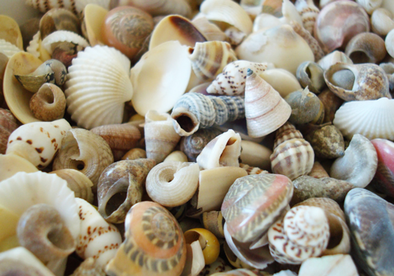 Tiny Seashell Assorted Ocean Mix For Crafts - (approx. 1 Kilogram