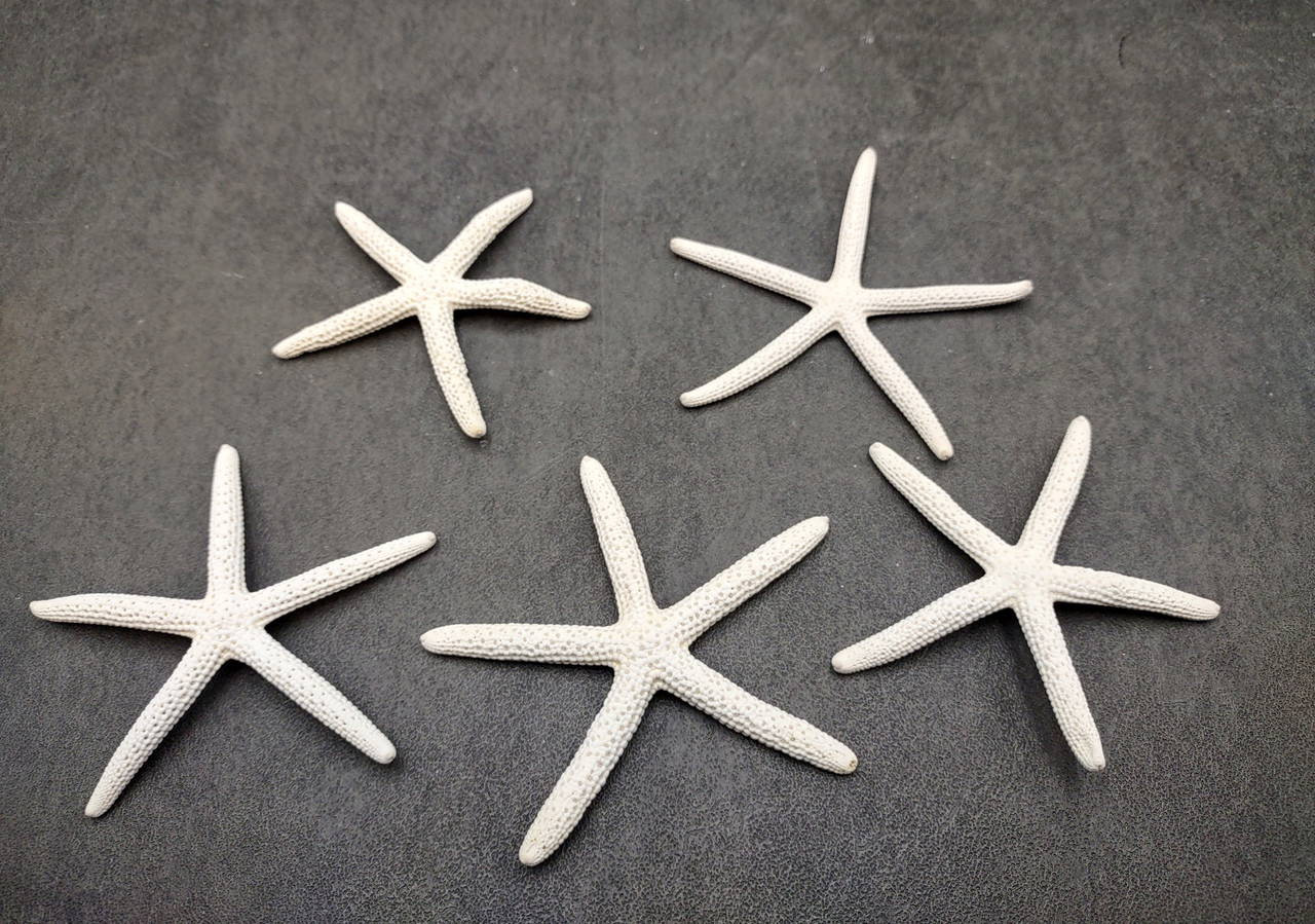 White Finger Starfish - Linckia Laevigata - (5 starfish approx. 2