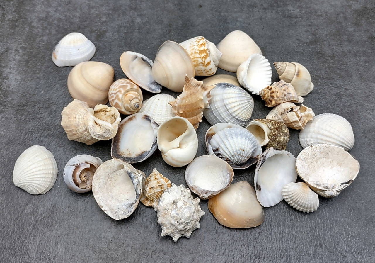 Medium Seashell Assorted Ocean Mix (approx. 1 cup +/-30 shells 1