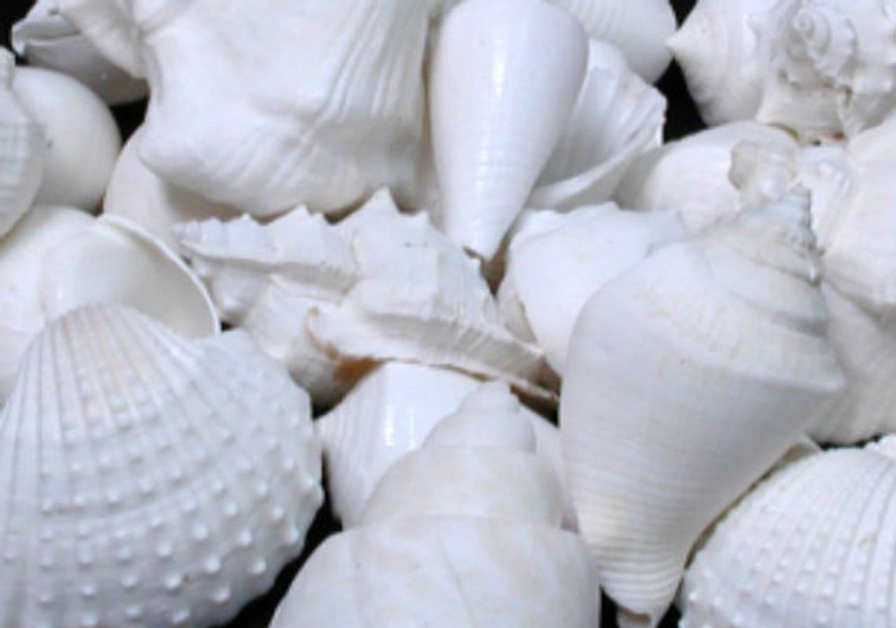 Small White Assorted Seashells for Crafts, 1/2 inch up to 2-1/2 inches