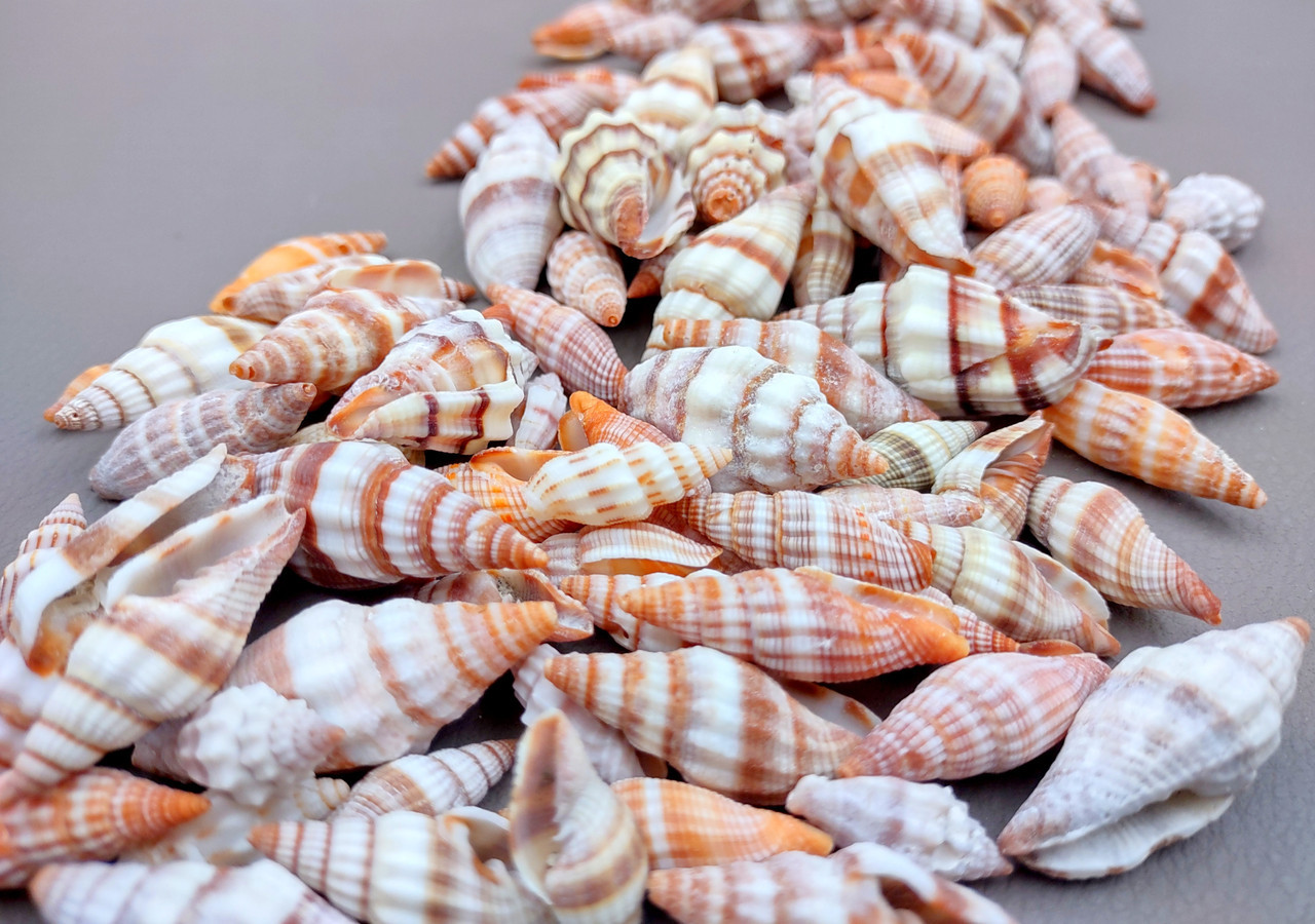 Orange Ribbed Shells Assorted Miter Seashell Mix Orange Brown Striped (approx. third cup ...