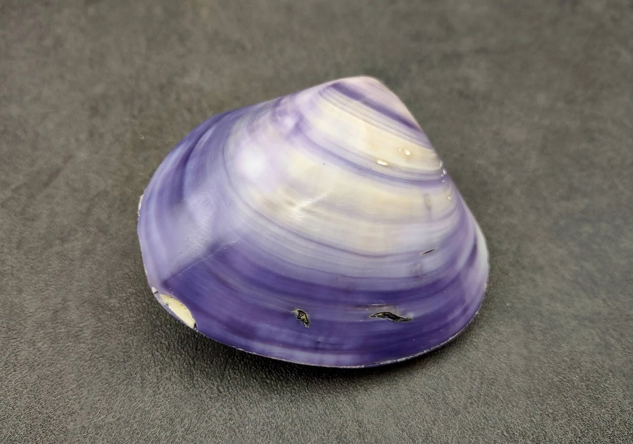 Purple Clam Shell Top