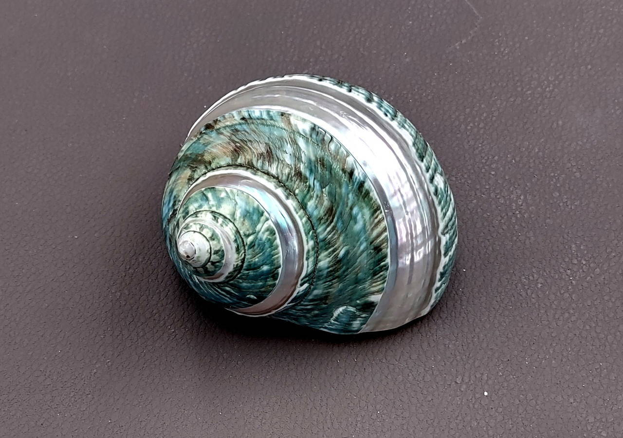 Polished Jade Green Turbo Seashell with Pearlized Stripe Turbo