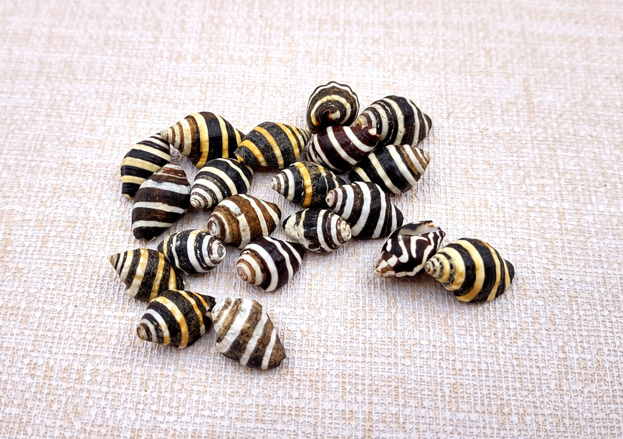 Bee Hive Bumble Bee Seashells Black White Yellow Engina Mendicaria (20 ...
