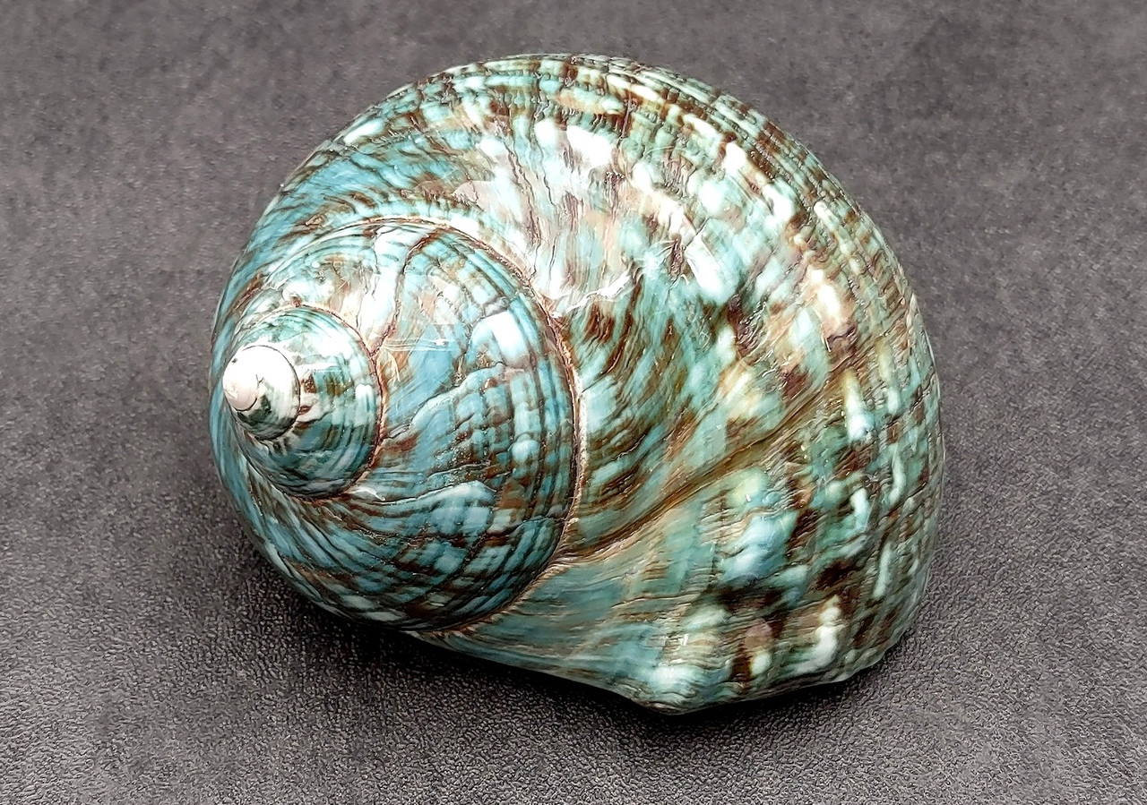 貝殻 Polished Jade Turbo Seashell Green Turbo Burgessi (1 shell approx