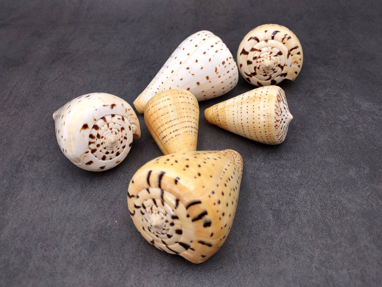Beech Cone Seashell Conus Betulinus (1 shell approx. 2.75+ inches) Cone ...