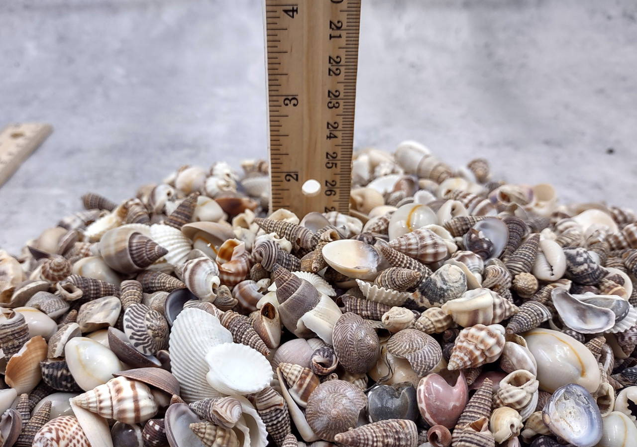Samll Shells Extra Small Seashell Assorted Ocean Mix (approx. 1 kilogram 0.50 ...
