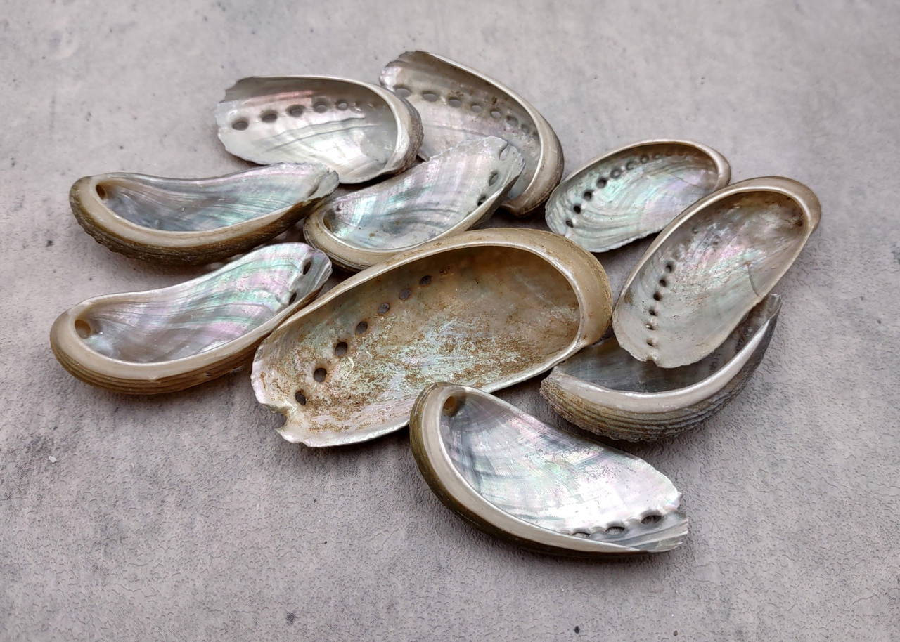 Natural Mule Ear Abalone Seashell Haliotis Asiana (10 shells approx. 1. ...