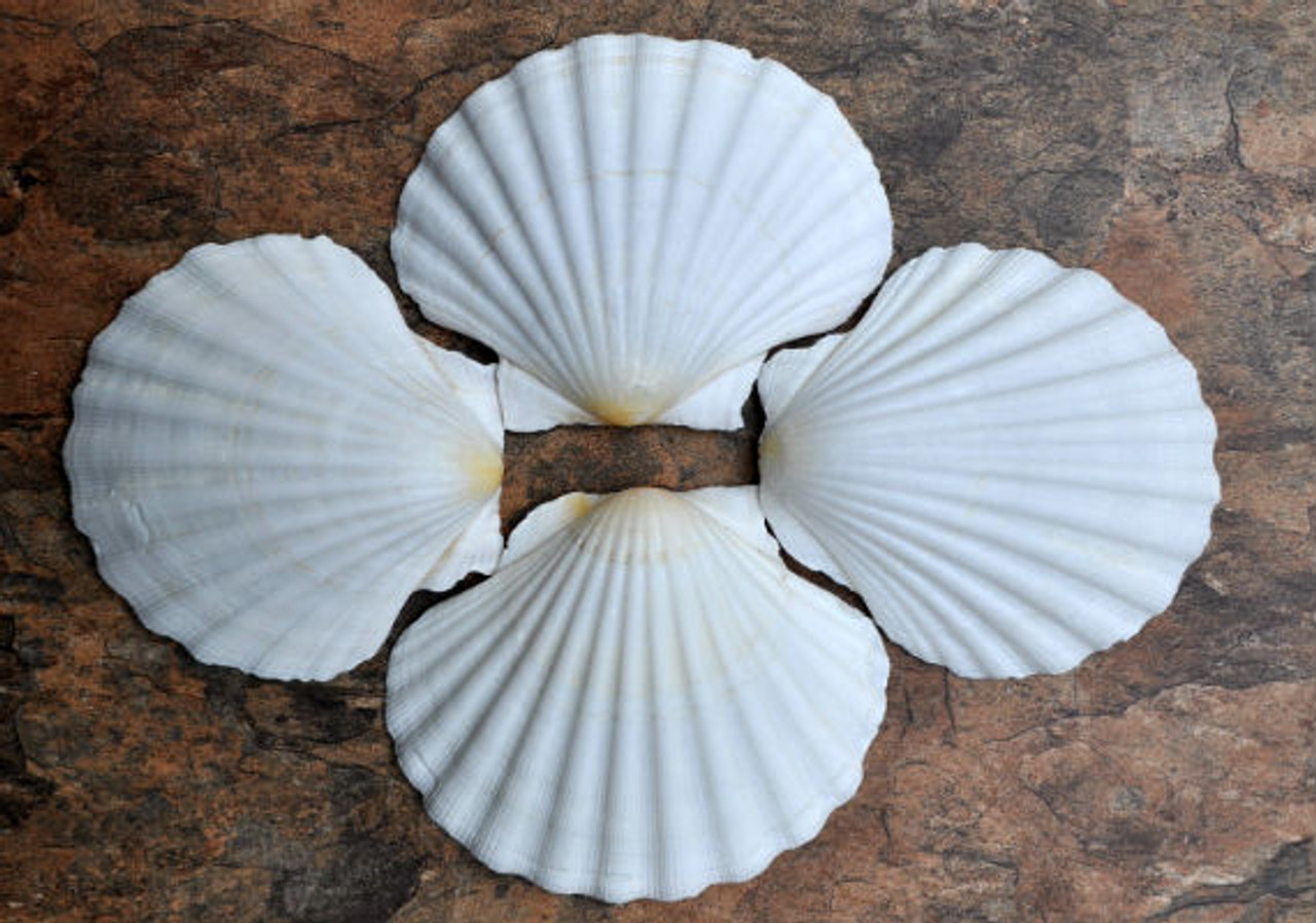 Calico Atlantic Scallop Seashells - Argopecten Gibbus - (10 shells approx.  2 inches)