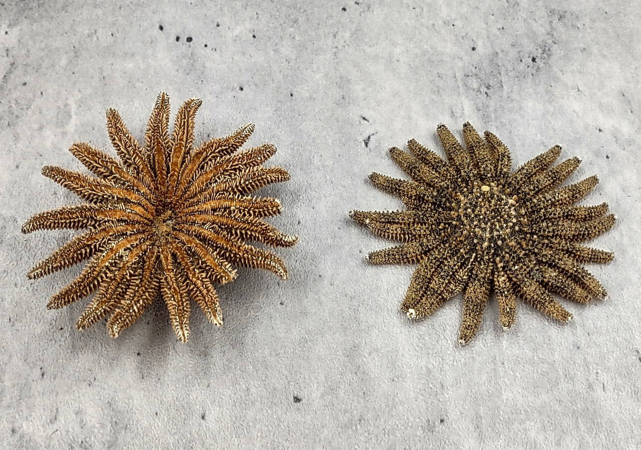 ヴィンテージ Hudson/Selangor Pewterフィギュア太陽月星3個 Mexican Sun Star - Heliaster Kubiniji - (2 stars approx. 2-3 inches)