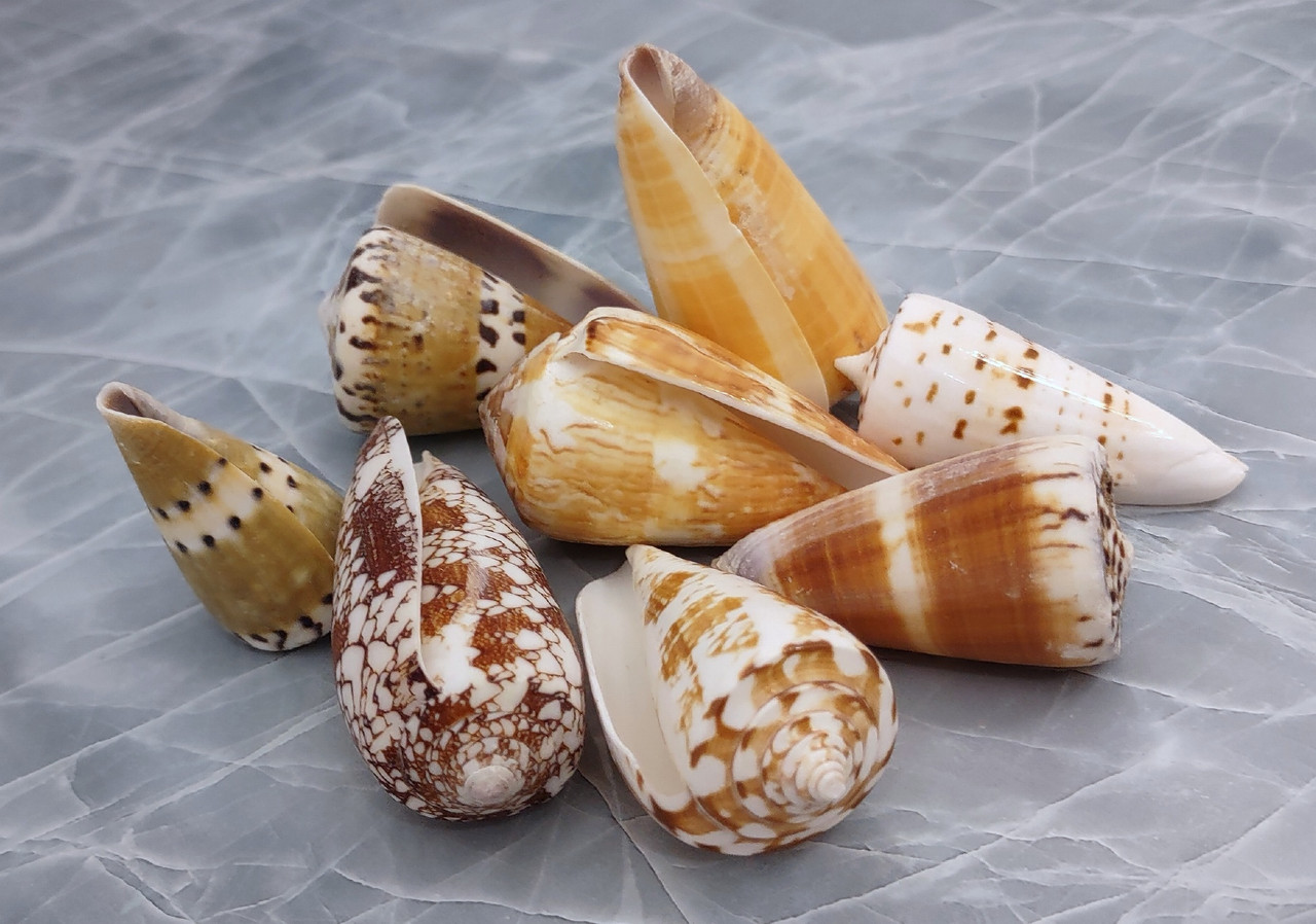 Cone Seashell Small Assorted Mix (6 shells approx. 1.5+ inches)