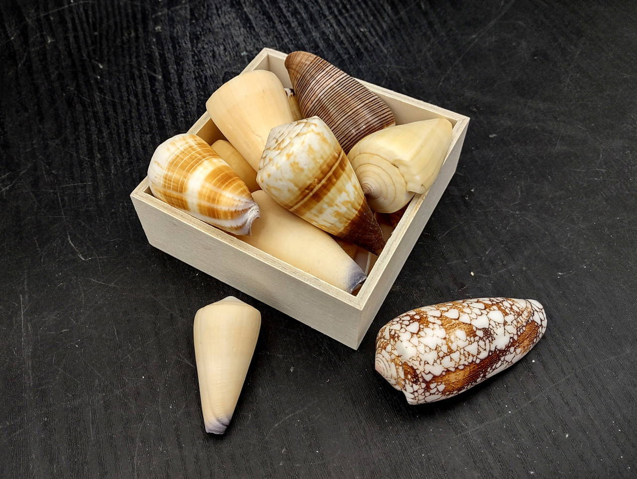 Small Cone Shell Cone Seashell Small Assorted Mix (6 shells approx. 1.5+ inches ...