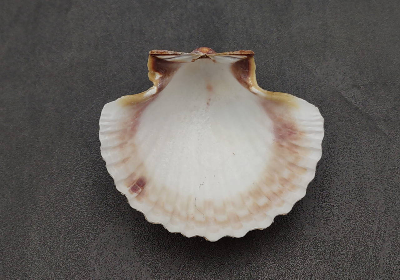 Ribed Shell Yellow Cup Scallop Seashells Mexican Pecten Vogdesi (4 shells approx. 2 ...
