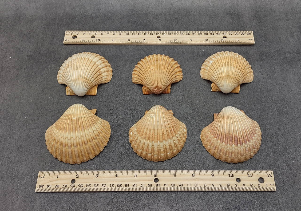 Yellow Cup Scallop Seashells Mexican Pecten Vogdesi (4 shells approx. 2 ...