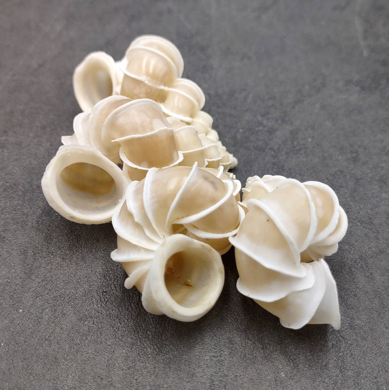 Shell Emprium Precious Wentletrap Seashell Epitonium Scalare (1 shell approx. 1.5 ...