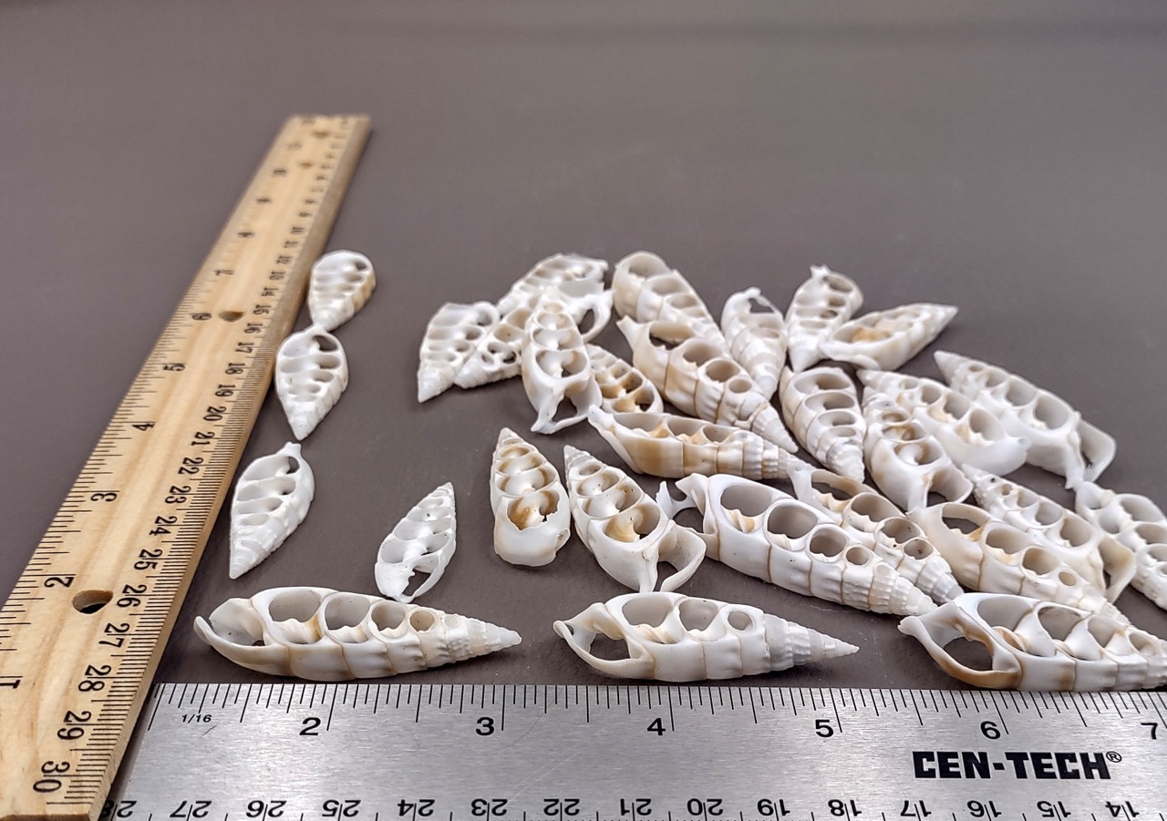 Center Cut Cerithium Seashells White Sliced Cerithium Vertagas (10 ...