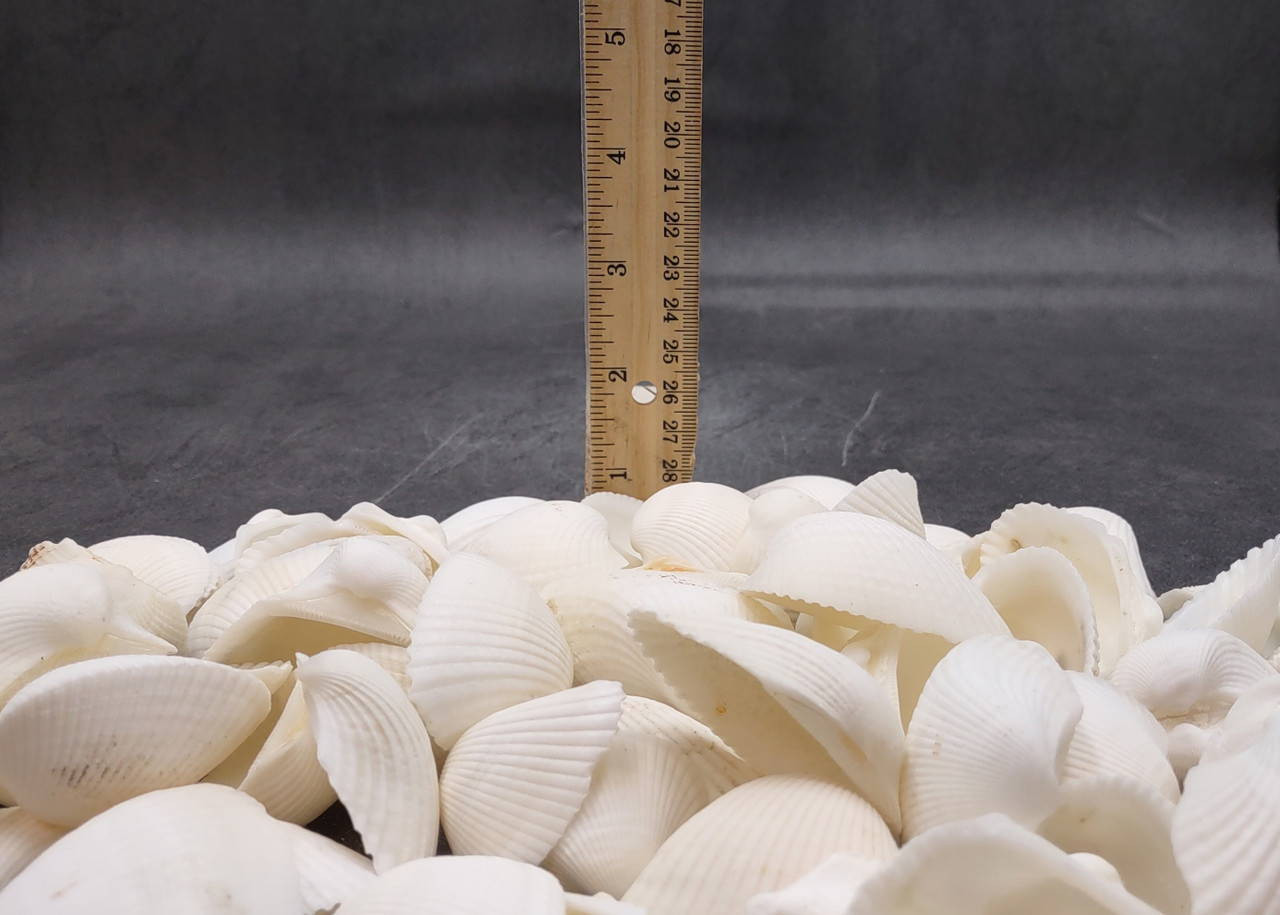 Many Ribbed Ark Shell White Ark Clam Seashells Andara Scapha (approx. 1 kilogram 1.5+ inches ...