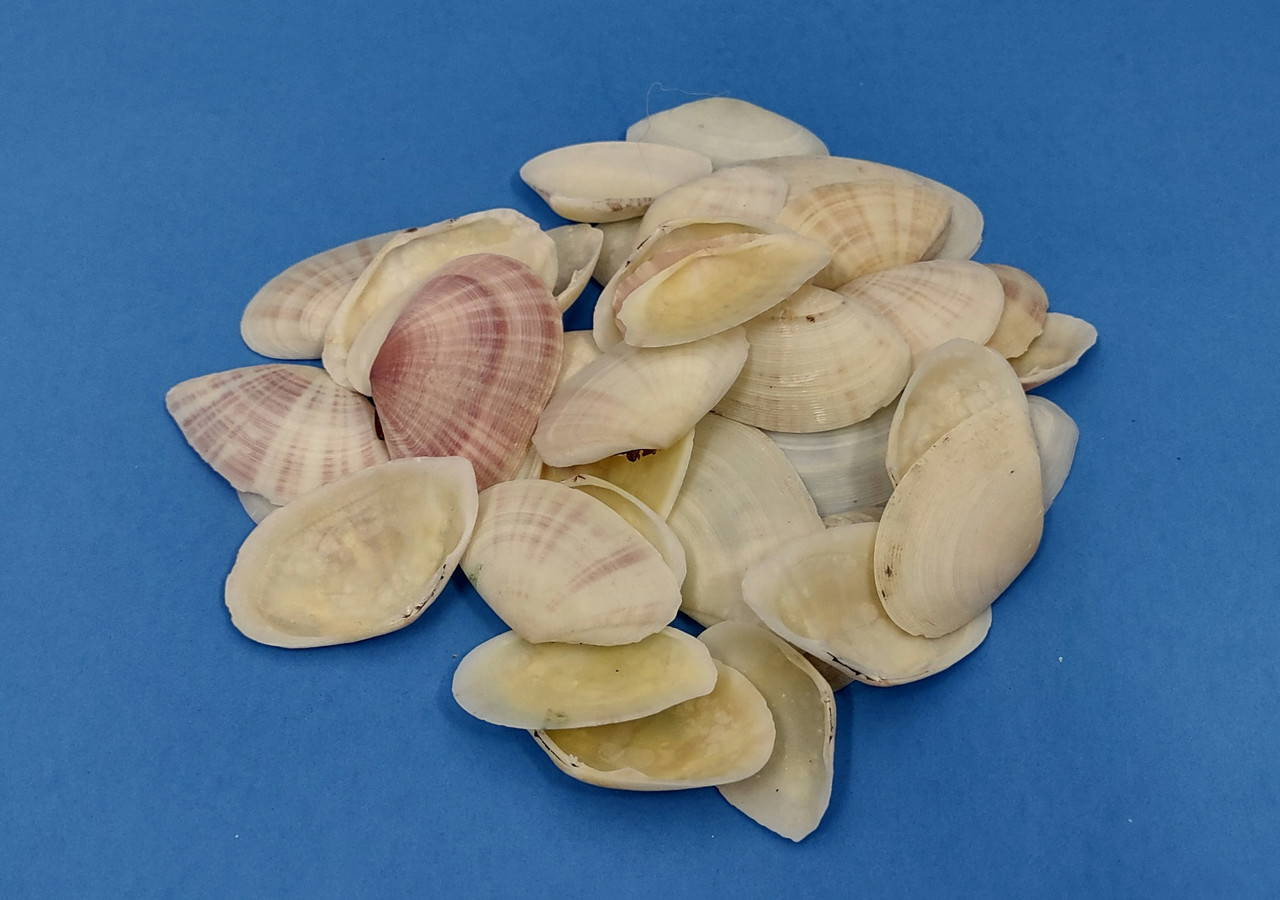 Pink Sunrise Tellin Seashell Halves Tellina Radiata (approx. 20+ shell ...