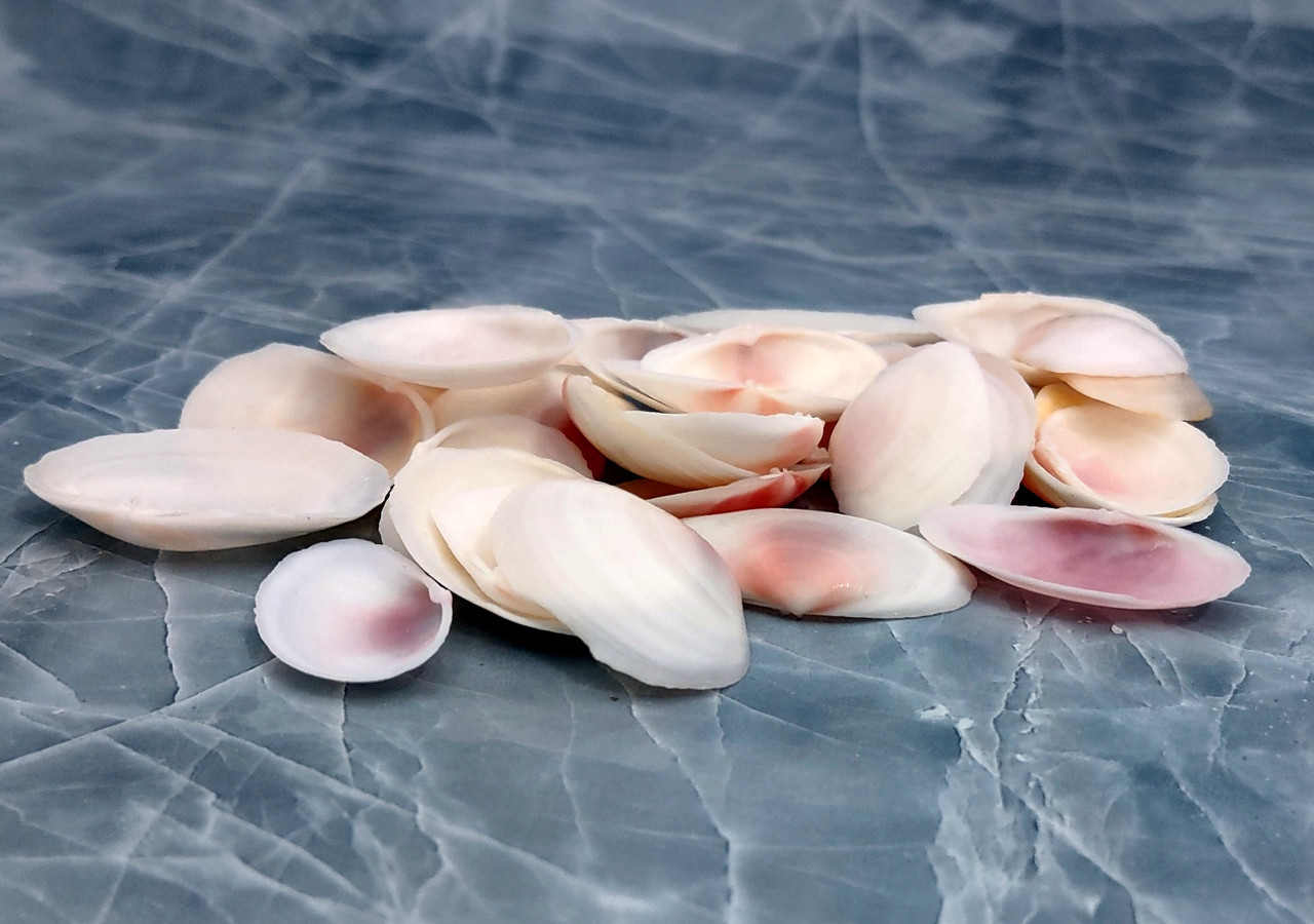 Light Pink Rose Tellin Halves (30 shells approx. 1-2 inches)