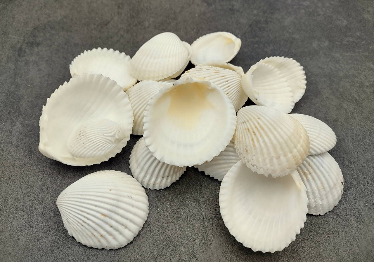 coco's shell...  Coco Clam Seashells (20 shells approx. 1.5+ inches) Clam shell