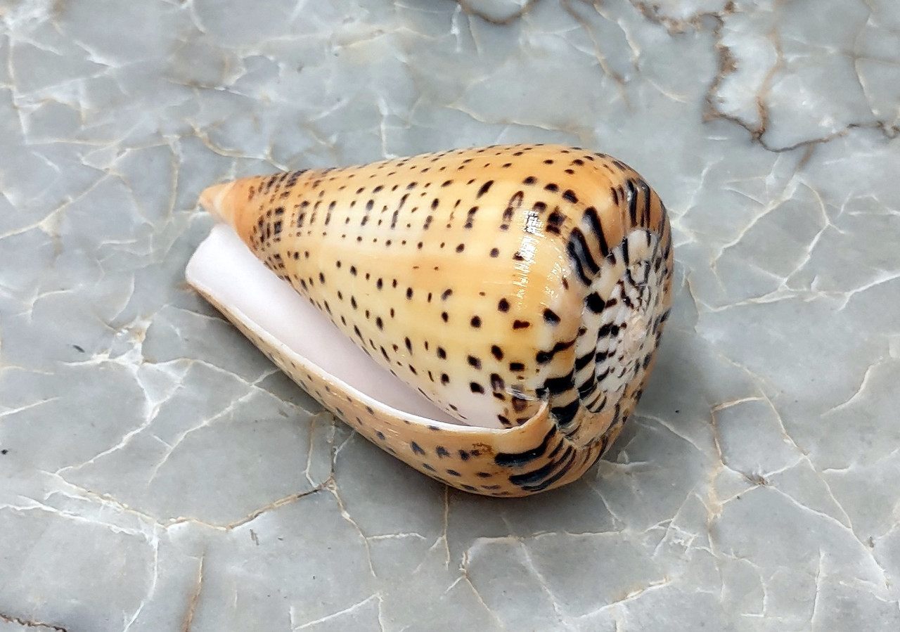 Beech Cone Seashell Polished Conus Betulinus (1 shell approx. 3.5 ...