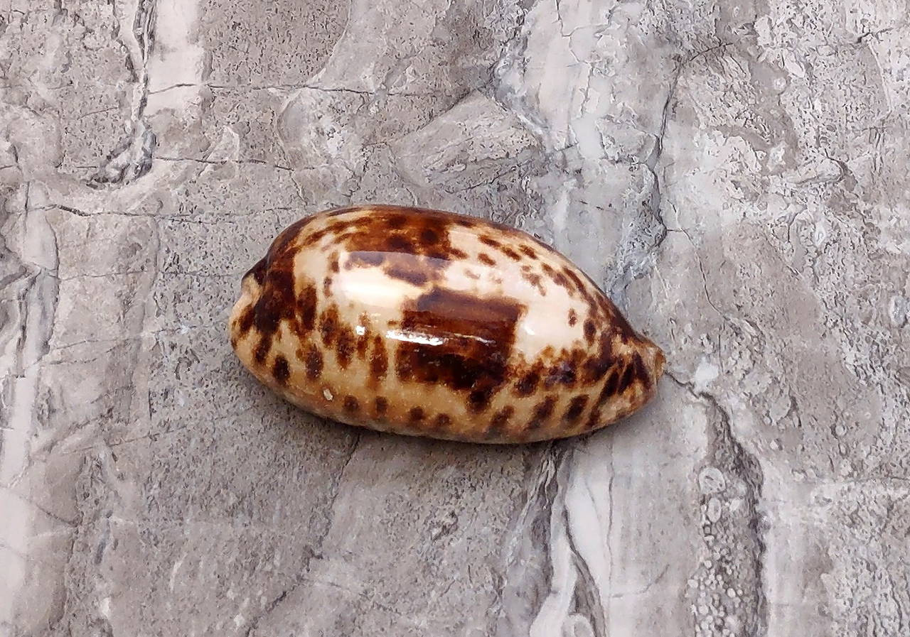 tortoise_cowrie_TE-128_4-