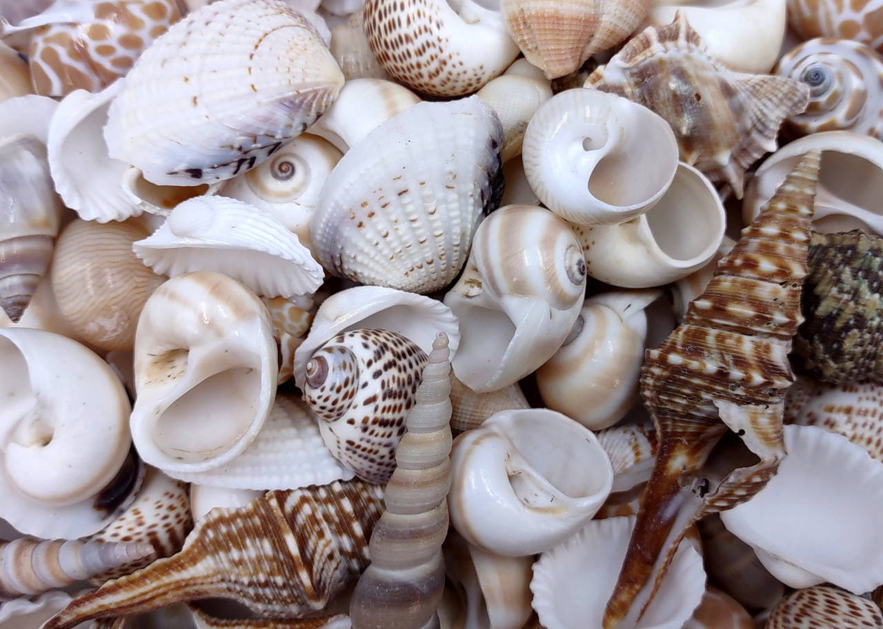 Small Seashell Assorted Ocean Mix (approx. 1 cup +/-35 shells 0.50