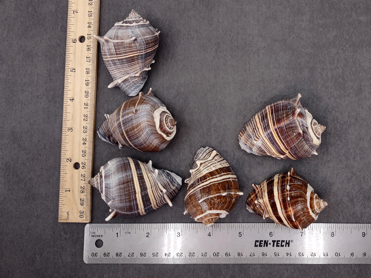 King Crown Conch Seashells Melongena Corona (2 shells approx. 2+ inches ...