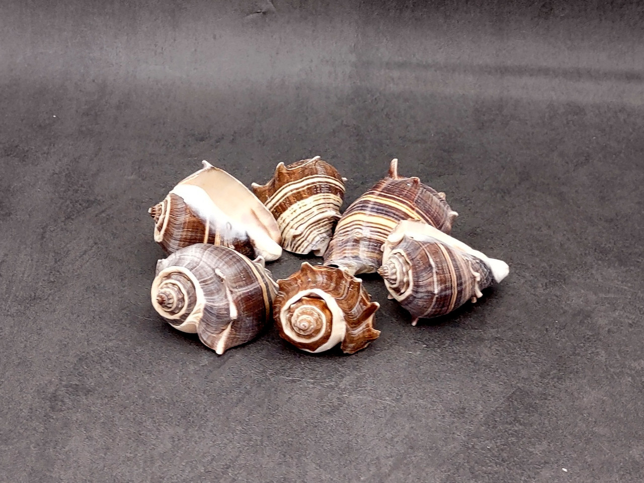 King Crown Conch Seashells Brown Striped Melongena Corona (2 shells ...