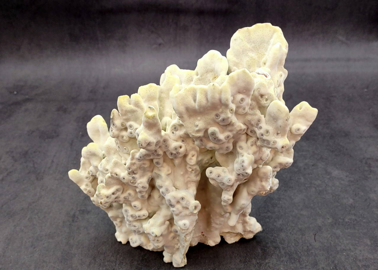 Light Green Fire Coral Cluster (1 coral approx. 7+ inches) Mint