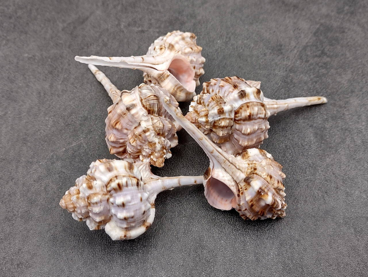 Snipes Bill Murex Seashells Murex Haustellum (5 shells approx