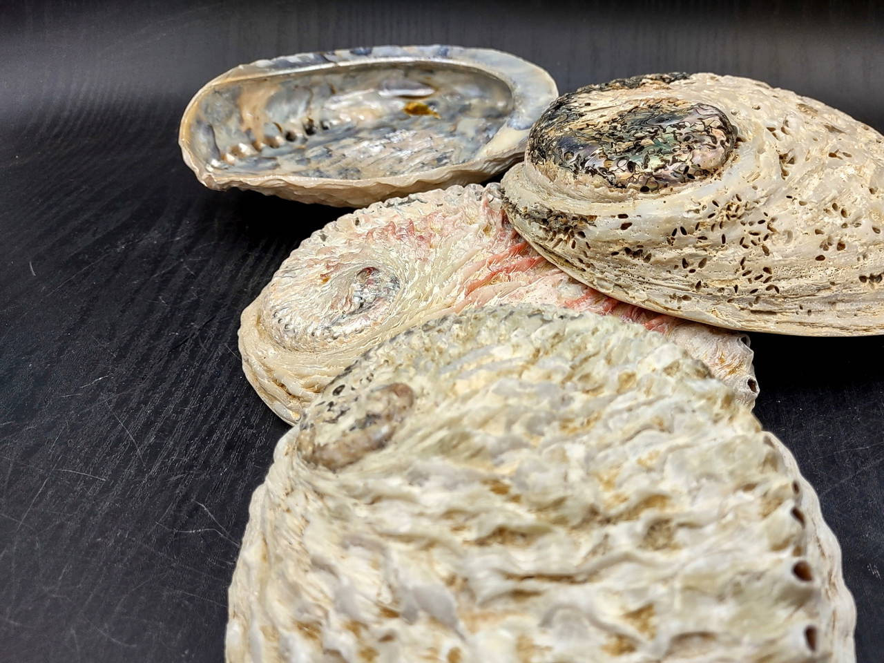 midas-south-african-abalone-shell-haliotis-midae-1-shell-approx-6